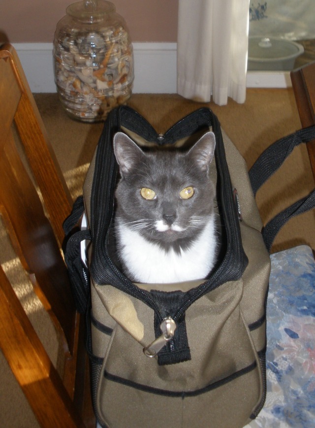 Have cat, will travel.  =^.^=